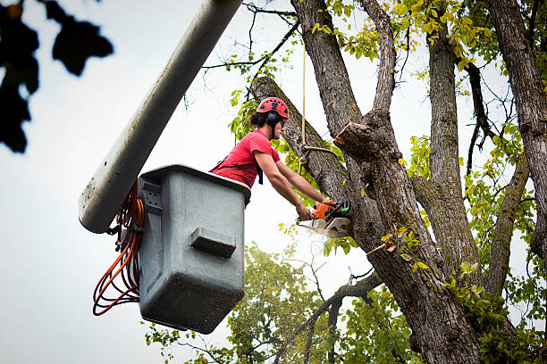 Best Firewood Processing and Delivery  in Palm Valley, FL